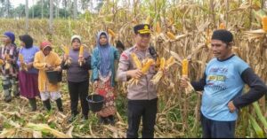 Polsek Rumpin Panen Jagung Hibrida 5.000 Meter Persegi, Dukung Ketahanan Pangan Asta Cita